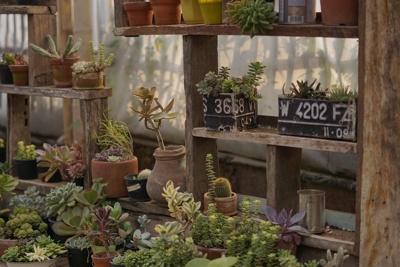A wooden shop counter lined with potted plants